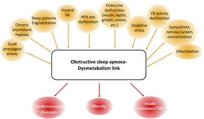 Gender Differences in the Context of Obstructive Sleep Apnea and Metabolic Diseases